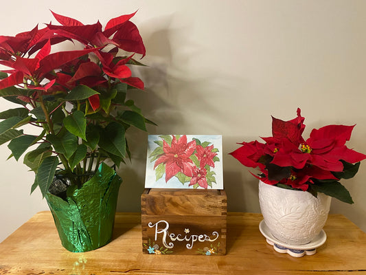 Poinsettias